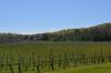 Niagara Wine Country