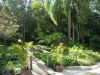 Songbirds in the Forest, Mount Tamborine, Australia