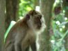 Monkey at The Datai - Langkawi, Malaysia