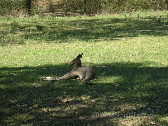 Kangaroo taking it easy, escaping from the hot  Australian sun, just outside Melbourne.