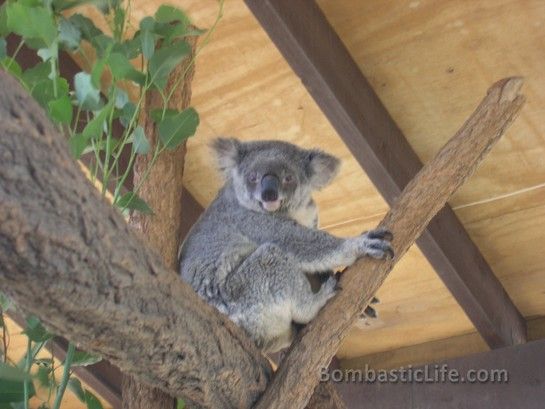 Koala Bear we saw during the behind the scenes tour at Taronga Zoo in Sydney