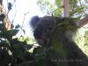 Koala Bear we saw during the behind the scenes tour at Taronga Zoo in Sydney