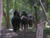 Elephant Trekking in the Golden Triangle Region of Thailand