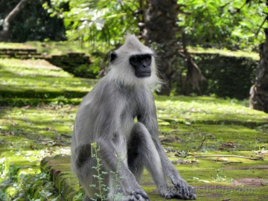 Monkey in Sri Lanka