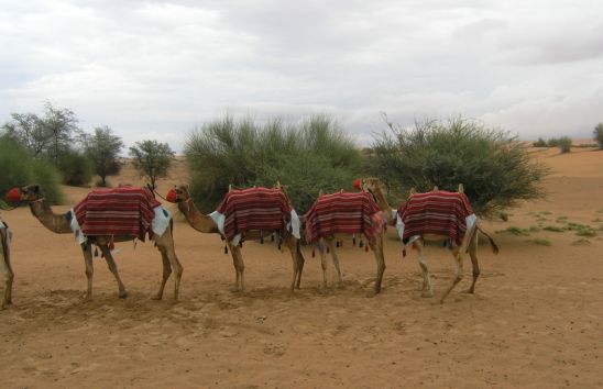 Desert Trip at Al Maha Desert Resort - United Arab Emirates