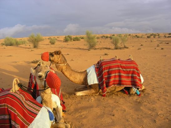 Desert Trip at Al Maha Desert Resort - United Arab Emirates