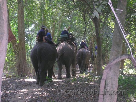 Elephant Trekking at the Four Seasons Tented Camp, Golden Triangle
