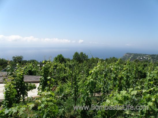 	

Da Gelsomina Alla Migliara - Anacapri, Italy