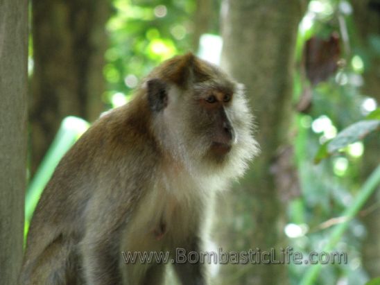 One of the many monkeys at The Datai Langkawi - Langkawi, Malaysia.  They seem to appear from nowhere and they do not seem to be afraid of anything.  