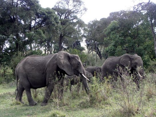 Elephants at Masai Mara Park in Kenya.