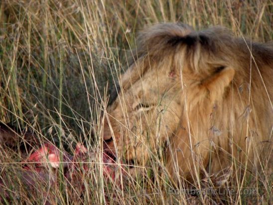 Lion having an early morning meal.