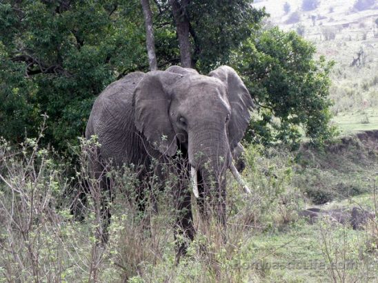 Elephant at Masai Mara Park in Kenya.