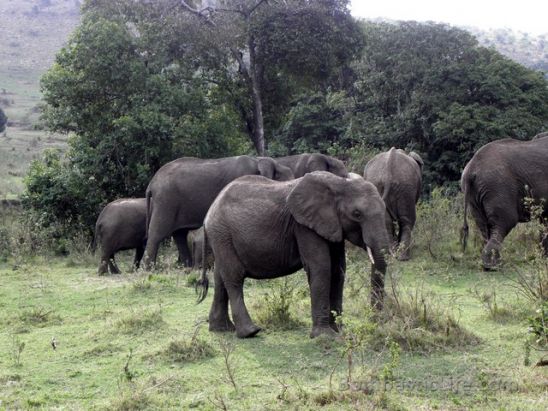 Elephants at Masai Mara Park in Kenya.